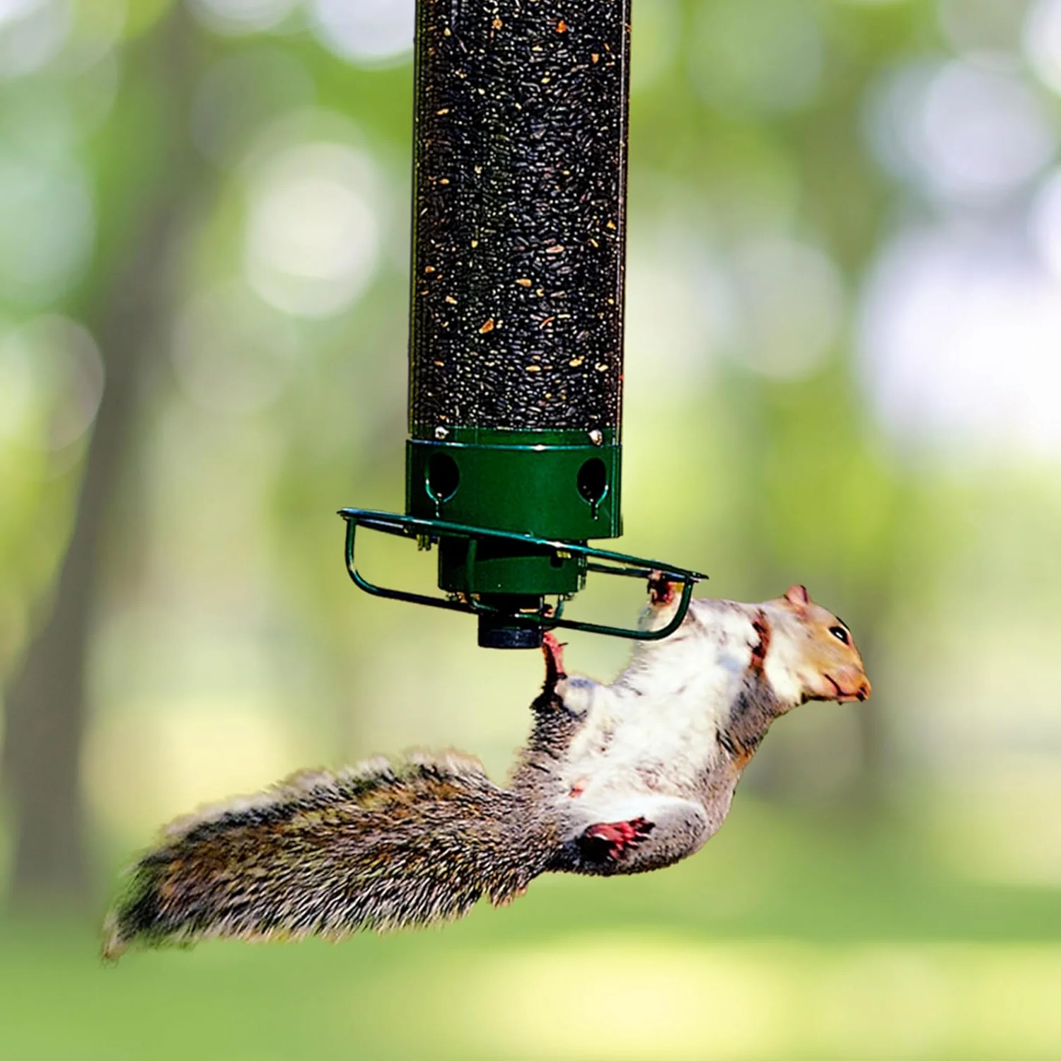 Bird Feeder | Squirrel-Proof Hanging Seed Feeder Outdoor 1