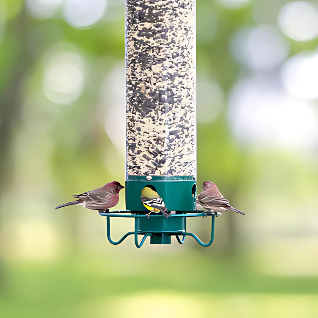Bird Feeder | Squirrel-Proof Hanging Seed Feeder Outdoor 0