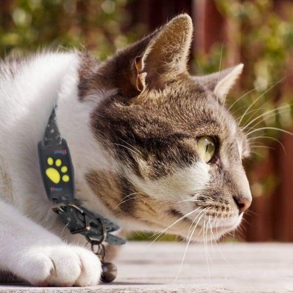 PawRadar | Real-Time GPS Cat Collar with Reliable Satellite Tracking 0